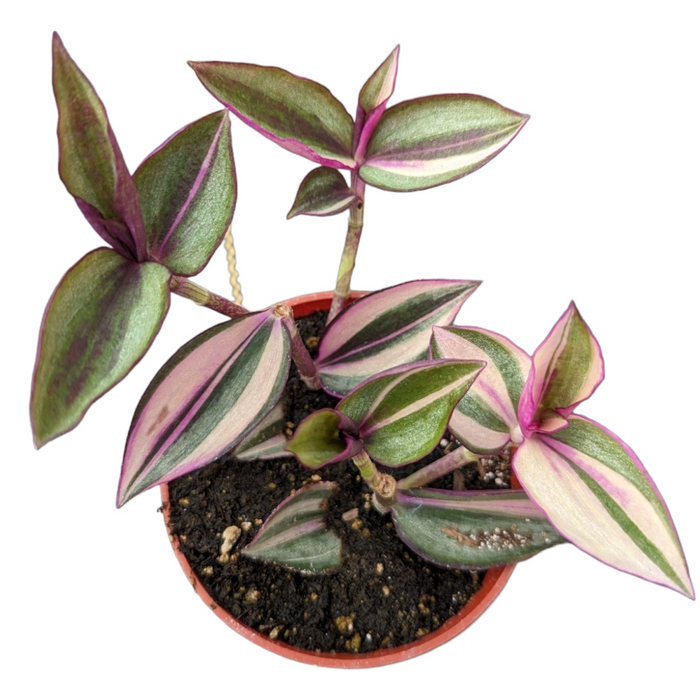 Tradescantia zebrina Quadcolor Wandering Dude with striped leaves.