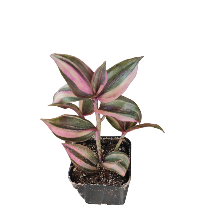 Tradescantia zebrina variegata in nursery pot with pink-green foliage.