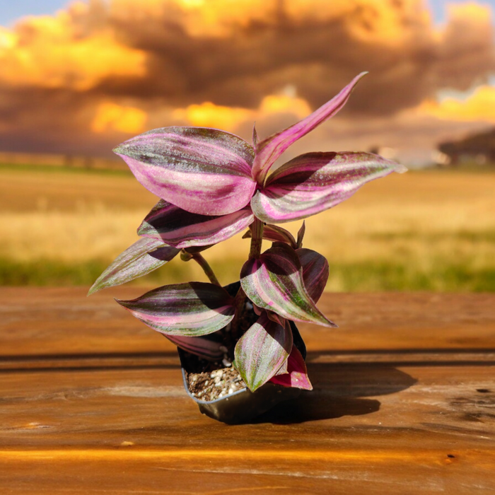 Tradescantia zebrina variegata potted on outdoor wooden surface.