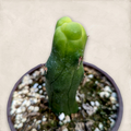 Trichocereus bridgesii monstrose in small pot, emerging spines visible.