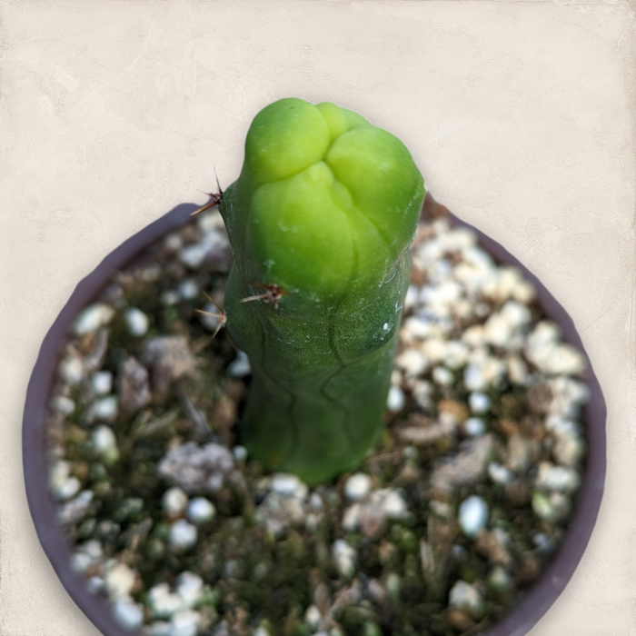 Trichocereus bridgesii monstrose Penis Cactus cutting in small pot.