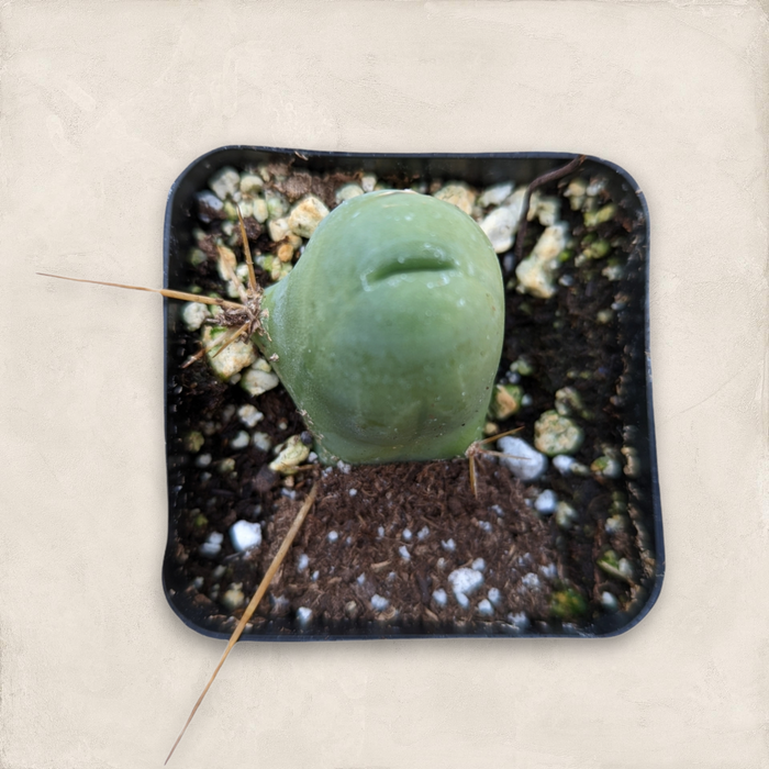 Trichocereus bridgesii monstrose Penis Cactus in nursery pot.
