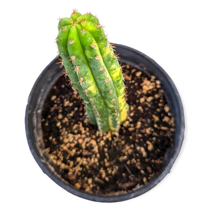 Trichocereus Pachanoi San Pedro Cactus in nursery pot.