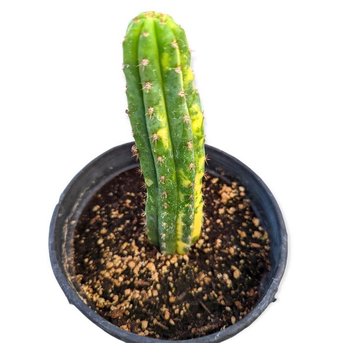Trichocereus Pachanoi San Pedro Cactus Variegata in nursery pot.