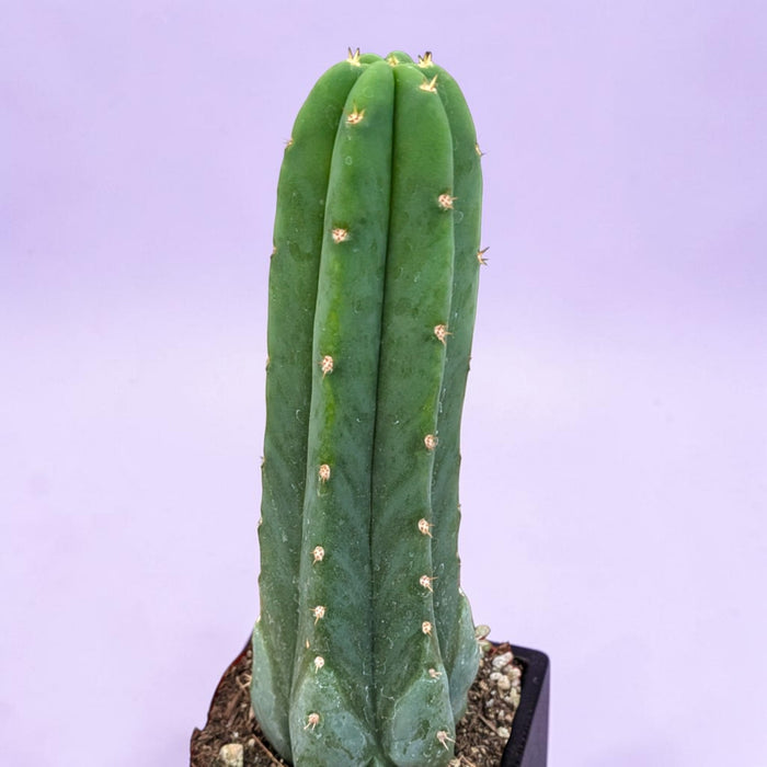 Trichocereus Pachanoi San Pedro Cactus