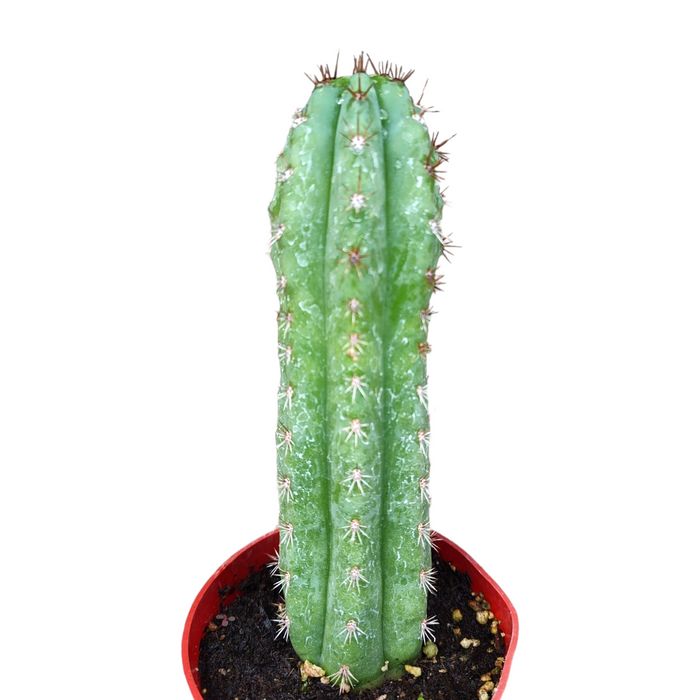 Trichocereus Pachanoi San Pedro Cactus in red pot.