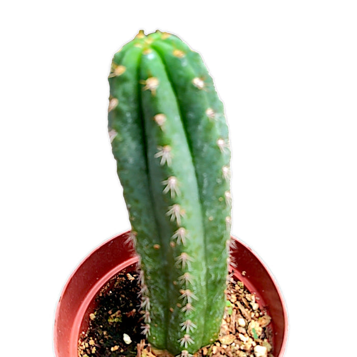 Trichocereus Pachanoi San Pedro Cactus in red pot.