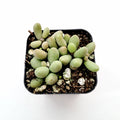 Tylecodon schaeferianus 'Fairy Tale Plant' in black nursery pot.