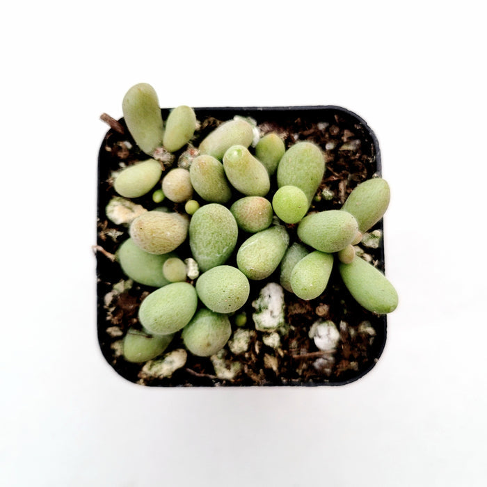 Tylecodon schaeferianus 'Fairy Tale Plant' in square pot.