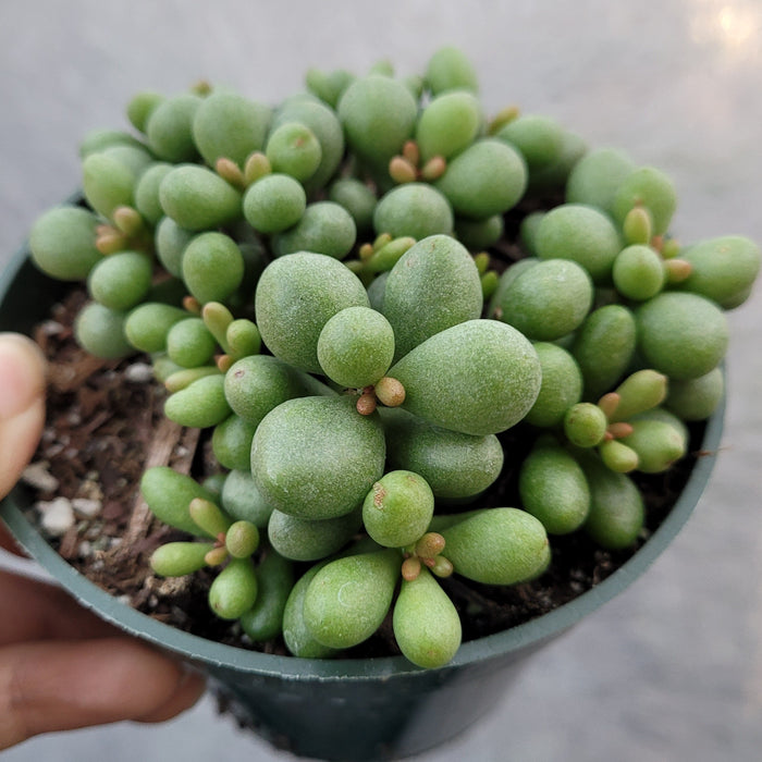 Tylecodon schaeferianus 'Fairy Tale Plant' potted succulent.