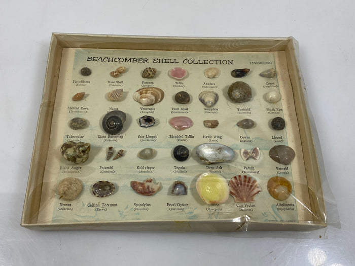 Vintage Beachcomber Shell Specimens Collection Set