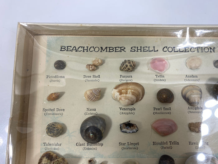 Vintage Beachcomber Shell Specimens Collection Set