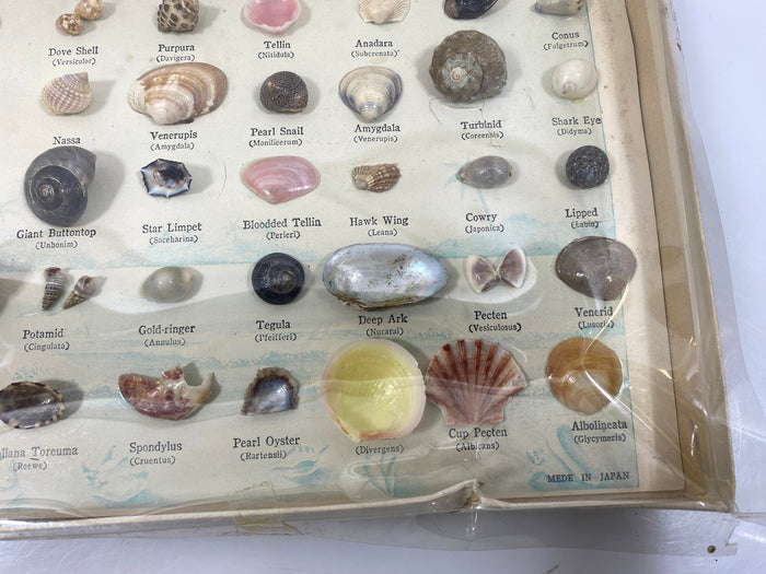 Vintage Beachcomber Shell Specimens Collection Set