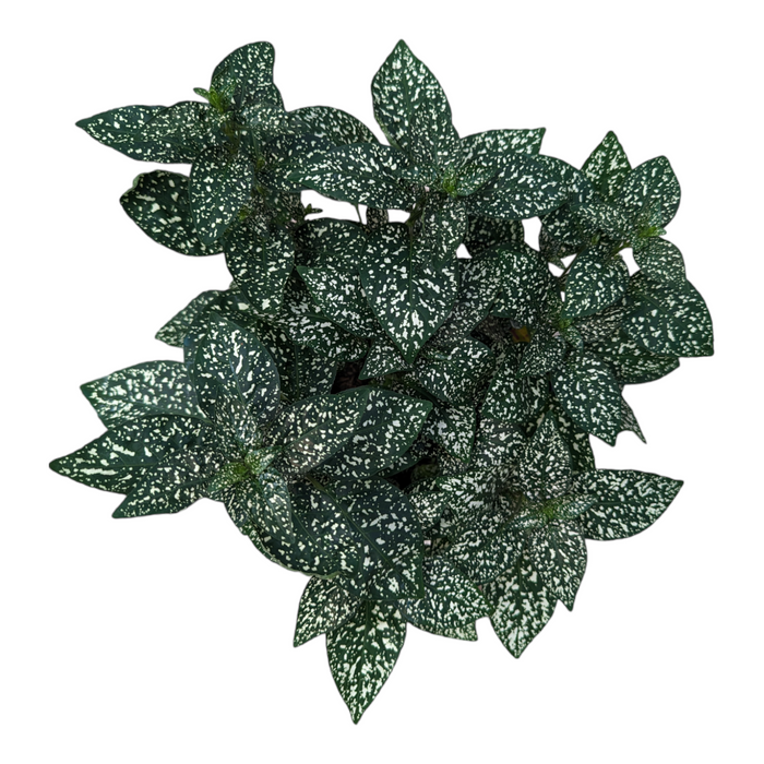 White Splash Polka Dot Plant top-down view with white-flecked leaves.