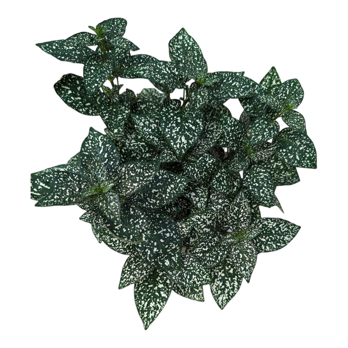 White Splash Polka Dot Plant top view, dark green leaves with white flecks.